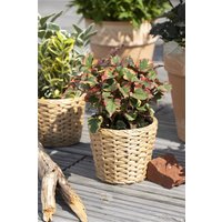 Kategorie <b>Produkt nicht gewünscht </b> - Houttuynia cordata 'Chameleon' ca. 9x9 cm Topf (Wuchs jahreszeitlich)