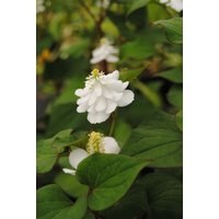 Kategorie <b>Produkt nicht gewünscht </b> - Houttuynia cordata 'Plena' ca. 9x9 cm Topf (Wuchs jahreszeitlich)