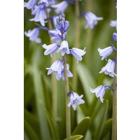 Kategorie <b>Stauden </b> - Hyacinthoides hispanica ca. 9x9 cm Topf (Wuchs jahreszeitlich)