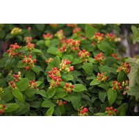 Kategorie <b>Produkt nicht gewünscht </b> - Hypericum androsaemum ca. 9x9 cm Topf (Wuchs jahreszeitlich)