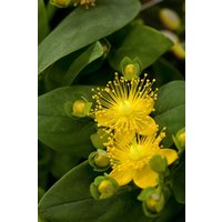 Kategorie <b>Produkt nicht gewünscht </b> - Hypericum calycinum 'Rose von Sharon' ca. 9x9 cm Topf (Wuchs jahreszeitlich)