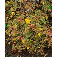 Kategorie <b>Produkt nicht gewünscht </b> - Hypericum moserianum 'Tricolor' ca. 9x9 cm Topf (Wuchs jahreszeitlich)