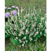 Kategorie <b>Produkt nicht gewünscht </b> - Hyssopus officinalis 'Alba' ca. 9x9 cm Topf (Wuchs jahreszeitlich)