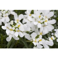 Kategorie <b>Stauden </b> - Iberis sempervirens 'Appen-Etz' ca. 9x9 cm Topf (Wuchs jahreszeitlich)
