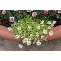 Kategorie <b>Stauden </b> - Iberis sempervirens 'Fischbeck' ca. 9x9 cm Topf (Wuchs jahreszeitlich)