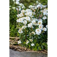 Kategorie <b>Stauden </b> - Iberis sempervirens 'Zwergschneeflocke' ca. 9x9 cm Topf (Wuchs jahreszeitlich)
