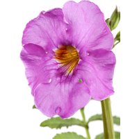 Kategorie <b>Stauden </b> - Incarvillea delavayi ca. 11x11 cm Topf (Wuchs jahreszeitlich)