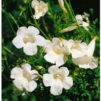 Kategorie <b>Stauden </b> - Incarvillea delavayi 'Alba' ca. 11x11 cm Topf (Wuchs jahreszeitlich)