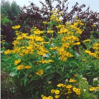 Kategorie <b>Produkt nicht gewünscht </b> - Inula helenium ca. 11x11 cm Topf (Wuchs jahreszeitlich)