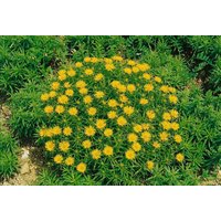 Kategorie <b>Produkt nicht gewünscht </b> - Inula hirta ca. 9x9 cm Topf (Wuchs jahreszeitlich)