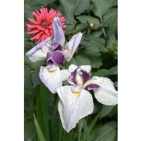 Kategorie <b>Stauden </b> - Iris ensata 'Fortune' ca. 9x9 cm Topf (Wuchs jahreszeitlich)