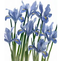 Kategorie <b>Stauden </b> - Iris reticulata 'Alida' ca. 9x9 cm Topf (Wuchs jahreszeitlich)