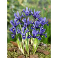 Kategorie <b>Stauden </b> - Iris reticulata 'Harmony' ca. 9x9 cm Topf (Wuchs jahreszeitlich)