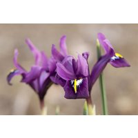 Kategorie <b>Stauden </b> - Iris reticulata 'J.S.Dijt' ca. 9x9 cm Topf (Wuchs jahreszeitlich)