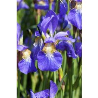 Kategorie <b>Stauden </b> - Iris sibirica ca. 9x9 cm Topf (Wuchs jahreszeitlich)