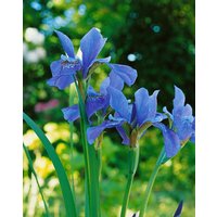 Kategorie <b>Stauden </b> - Iris sibirica 'Blue King' ca. 11x11 cm Topf (Wuchs jahreszeitlich)