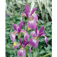 Kategorie <b>Stauden </b> - Iris sibirica 'Ewen' ca. 11x11 cm Topf (Wuchs jahreszeitlich)