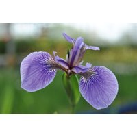 Kategorie <b>Stauden </b> - Iris sibirica 'Perry's Blue' ca. 9x9 cm Topf (Wuchs jahreszeitlich)