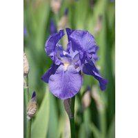 Kategorie <b>Stauden </b> - Iris x barb.-elat.'Alcazar' ca. 11x11 cm Topf (Wuchs jahreszeitlich)