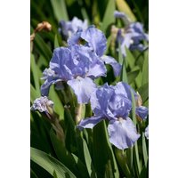 Kategorie <b>Stauden </b> - Iris x barb.-elat.'Az Ap' ca. 11x11 cm Topf (Wuchs jahreszeitlich)