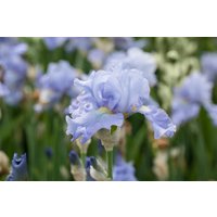 Kategorie <b>Stauden </b> - Iris x barb.-elat.'Babbeling Brook' ca. 11x11 cm Topf (Wuchs jahreszeitlich)