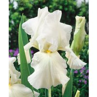 Kategorie <b>Stauden </b> - Iris x barb.-elat.'Bianca' ca. 11x11 cm Topf (Wuchs jahreszeitlich)