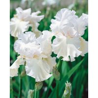 Kategorie <b>Stauden </b> - Iris x barb.-elat.'Constance Wattez' ca. 11x11 cm Topf (Wuchs jahreszeitlich)