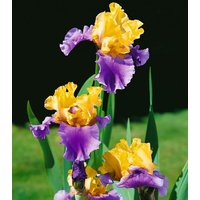 Kategorie <b>Stauden </b> - Iris x barb.-elat.'Edith Wolford' ca. 11x11 cm Topf (Wuchs jahreszeitlich)