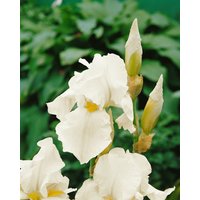 Kategorie <b>Stauden </b> - Iris x barb.-elat.'English Cottage' ca. 11x11 cm Topf (Wuchs jahreszeitlich)