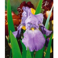 Kategorie <b>Stauden </b> - Iris x barb.-elat.'Harbor Blue' ca. 11x11 cm Topf (Wuchs jahreszeitlich)