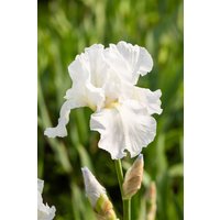 Kategorie <b>Stauden </b> - Iris x barb.-elat.'Immortality' ca. 11x11 cm Topf (Wuchs jahreszeitlich)