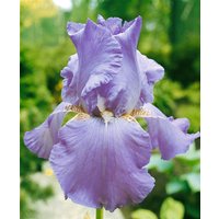 Kategorie <b>Stauden </b> - Iris x barb.-elat.'Lovely Again' ca. 11x11 cm Topf (Wuchs jahreszeitlich)