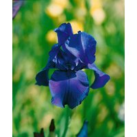 Kategorie <b>Stauden </b> - Iris x barb.-elat.'Matinata' ca. 11x11 cm Topf (Wuchs jahreszeitlich)