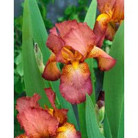 Kategorie <b>Stauden </b> - Iris x barb.-elat.'Natchez Trace' ca. 11x11 cm Topf (Wuchs jahreszeitlich)