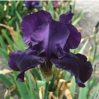 Kategorie <b>Stauden </b> - Iris x barb.-elat.'Night Owl' ca. 11x11 cm Topf (Wuchs jahreszeitlich)