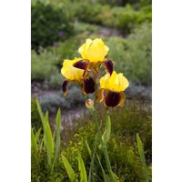 Kategorie <b>Stauden </b> - Iris x barb.-elat.'Ola Kala' ca. 11x11 cm Topf (Wuchs jahreszeitlich)