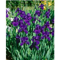 Kategorie <b>Stauden </b> - Iris x barb.-elat.'Rheintraube' ca. 11x11 cm Topf (Wuchs jahreszeitlich)