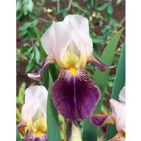 Kategorie <b>Stauden </b> - Iris x barb.-elat.'Salonique' ca. 11x11 cm Topf (Wuchs jahreszeitlich)