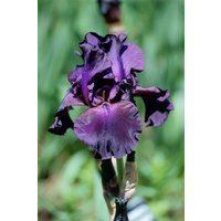 Kategorie <b>Stauden </b> - Iris x barb.-elat.'Superstition' ca. 11x11 cm Topf (Wuchs jahreszeitlich)
