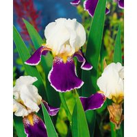 Kategorie <b>Stauden </b> - Iris x barb.-elat.'Wabash' ca. 11x11 cm Topf (Wuchs jahreszeitlich)