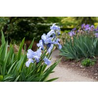 Kategorie <b>Stauden </b> - Iris x barb.-elat., hellblau ca. 11x11 cm Topf (Wuchs jahreszeitlich)