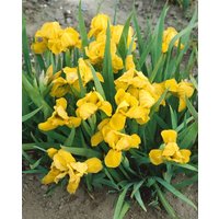 Kategorie <b>Stauden </b> - Iris x barb.-nana 'Brassie' ca. 11x11 cm Topf (Wuchs jahreszeitlich)