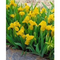 Kategorie <b>Stauden </b> - Iris x barb.-nana 'Orange Caper' ca. 9x9 cm Topf (Wuchs jahreszeitlich)