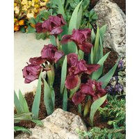 Kategorie <b>Stauden </b> - Iris x barb.-nana 'Pastel Charme' ca. 11x11 cm Topf (Wuchs jahreszeitlich)