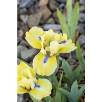 Kategorie <b>Stauden </b> - Iris x barb.-nana 'Stockholm' ca. 9x9 cm Topf (Wuchs jahreszeitlich)