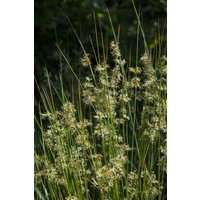 Kategorie <b>Produkt nicht gewünscht </b> - Juncus effusus ca. 9x9 cm Topf (Wuchs jahreszeitlich)