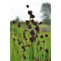 Kategorie <b>Stauden </b> - Juncus ensifolius ca. 9x9 cm Topf (Wuchs jahreszeitlich)