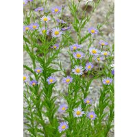 Kategorie <b>Produkt nicht gewünscht </b> - Kalimeris incisa ca. 9x9 cm Topf (Wuchs jahreszeitlich)