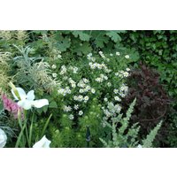Kategorie <b>Produkt nicht gewünscht </b> - Kalimeris incisa 'Alba' ca. 9x9 cm Topf (Wuchs jahreszeitlich)
