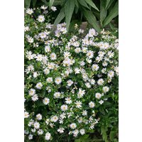 Kategorie <b>Produkt nicht gewünscht </b> - Kalimeris incisa 'Blue Star' ca. 9x9 cm Topf (Wuchs jahreszeitlich)